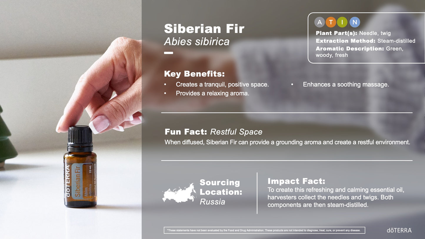 szibériai fenyő - siberian fir előnyei és használata