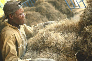 vetiver sourcing 1050x693 eu