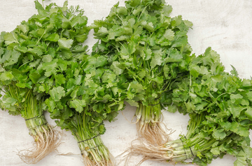 Korianderzöld - cilantro