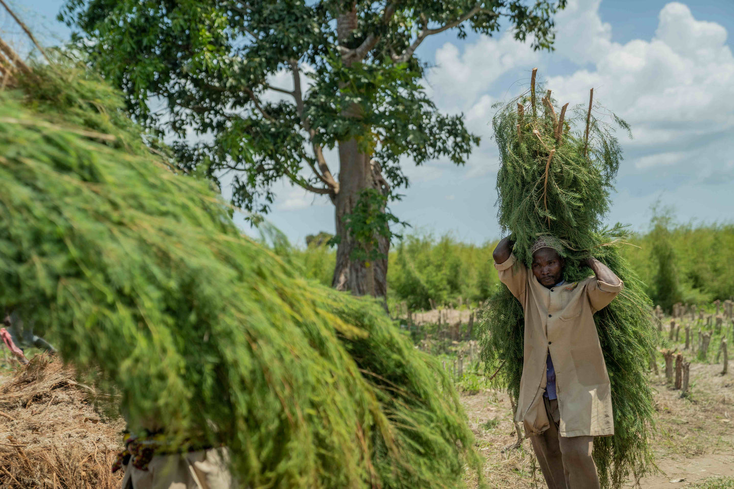 3X Impact Tea Tree, Kenya 5