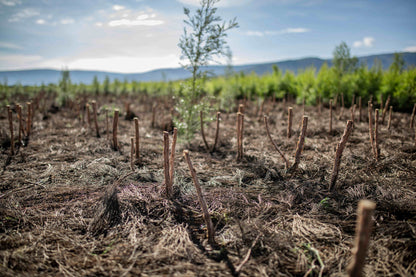 Doterra Teafa (Tea tree) illóolaj 15 ml