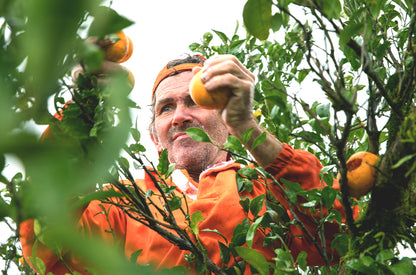 vadnarancs - wildorange