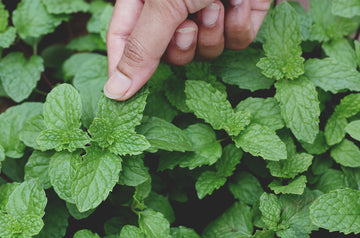Doterra Borsmenta gyöngyöcskék (Peppermint oil beadlet)