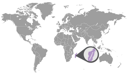 Doterra Szegfűszeg illóolaj - clove 15ml